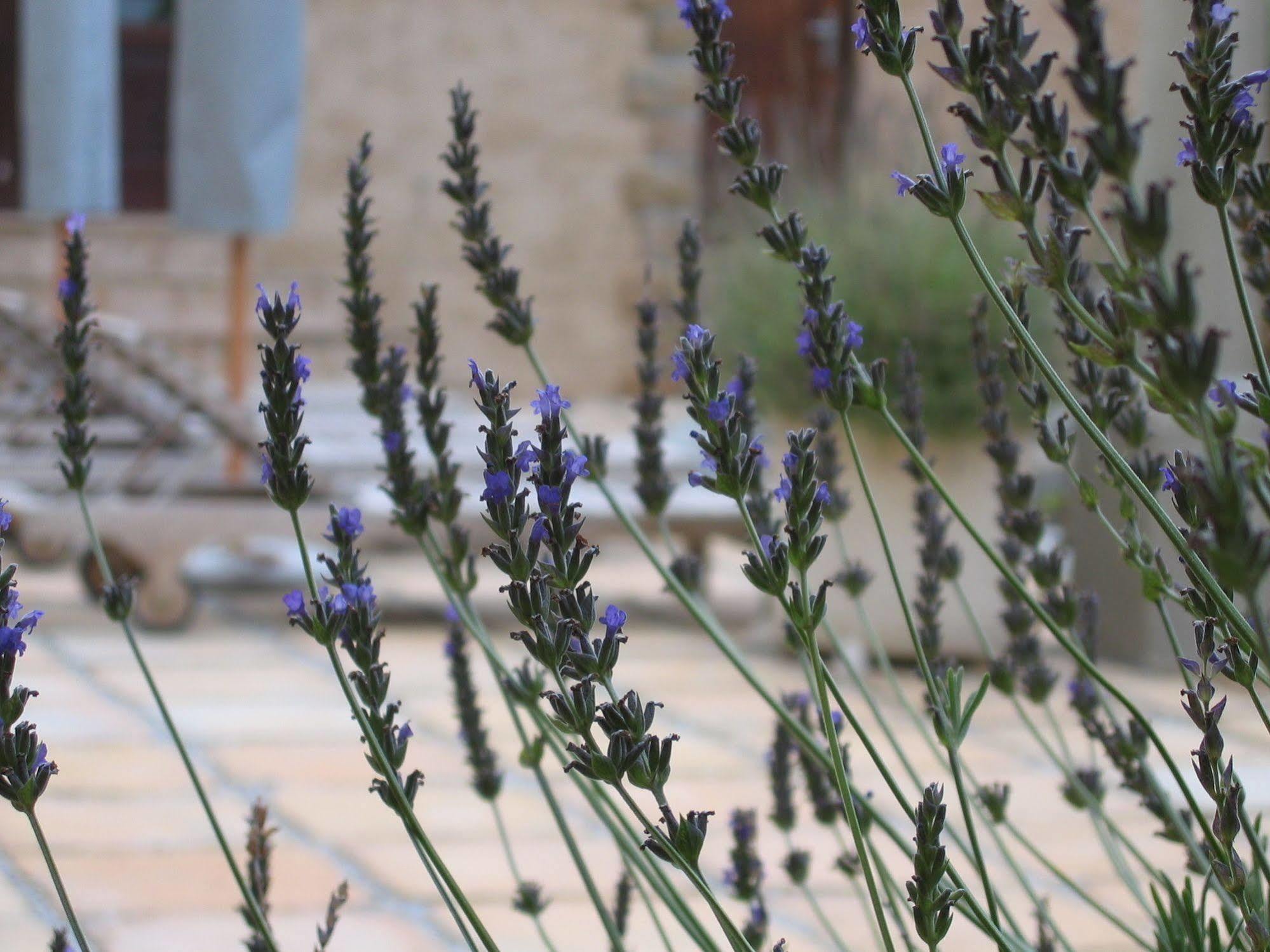 Auberge Provence Hermanus Eksteriør billede